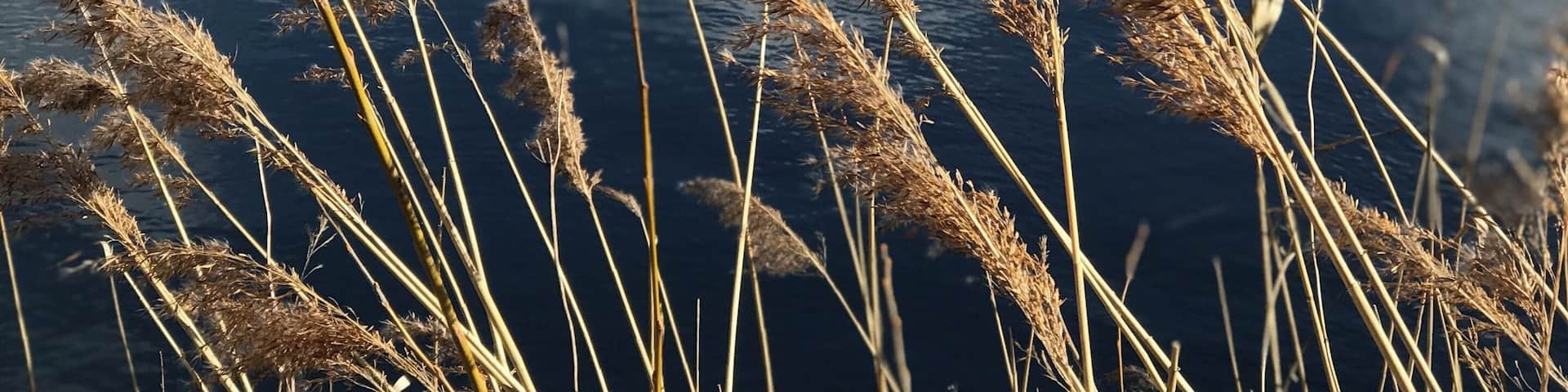 Walk around the lake At Whisby