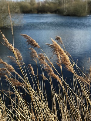 Walk around the lake At Whisby