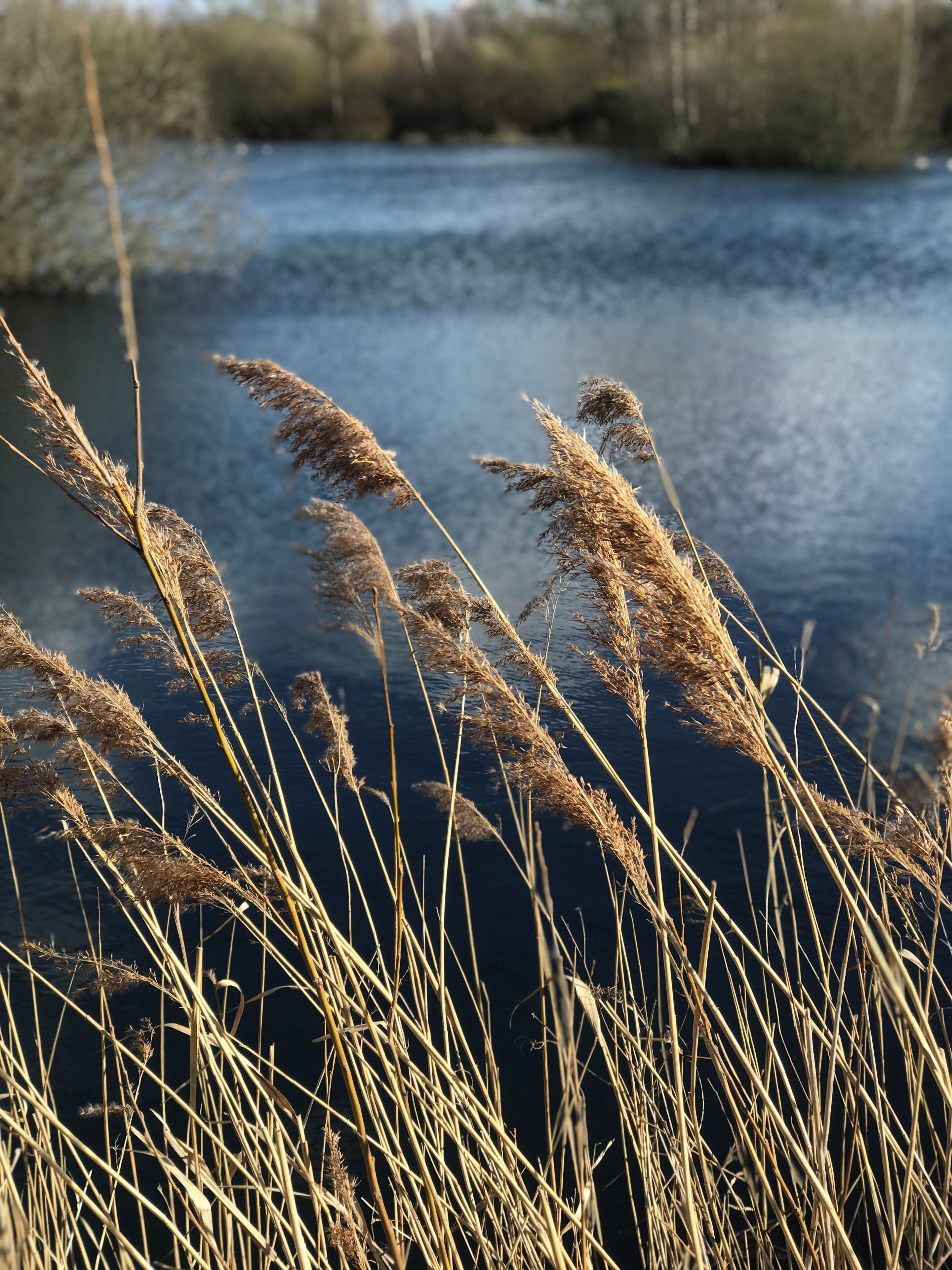 Tall grasses and reeds by a calm river.