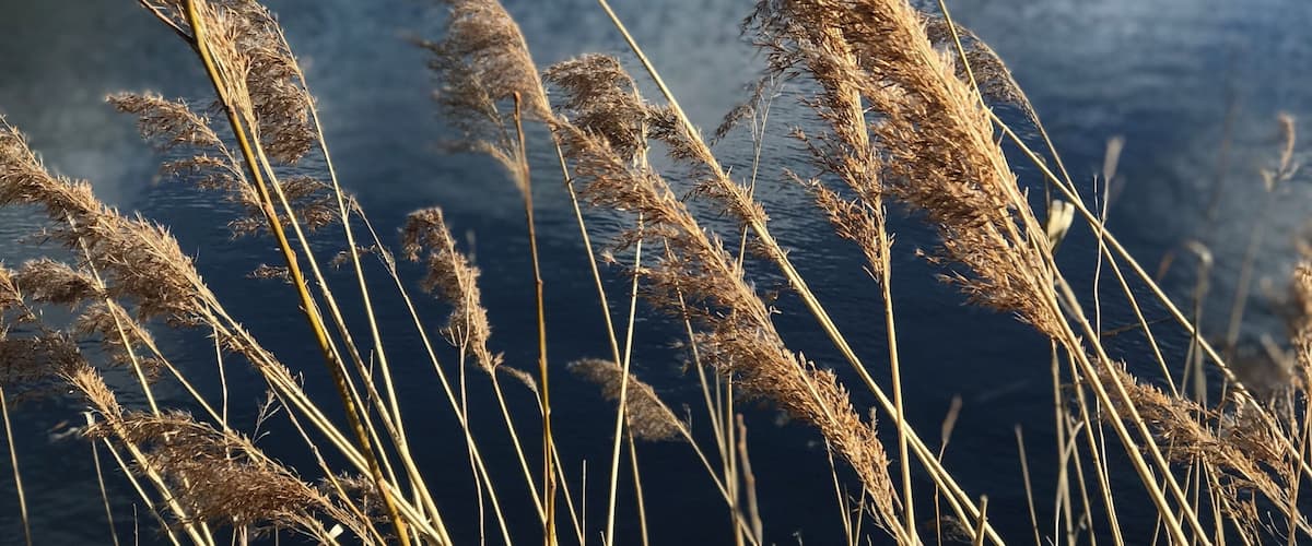 Tall grasses and reeds by a calm river.
