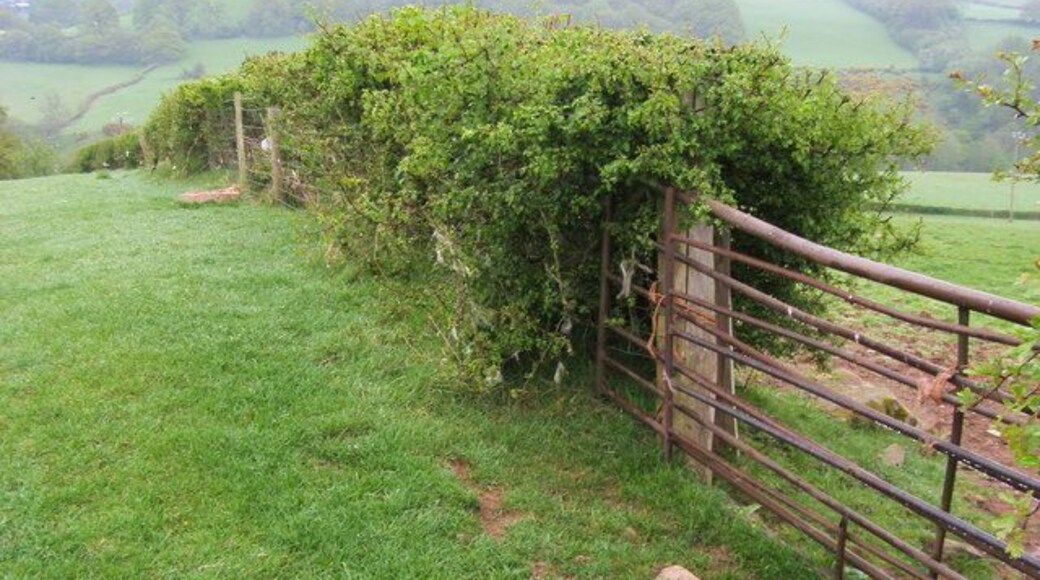 Field Hedgeline Field Hedgeline by Lane North West of Pont-ar-Yscir