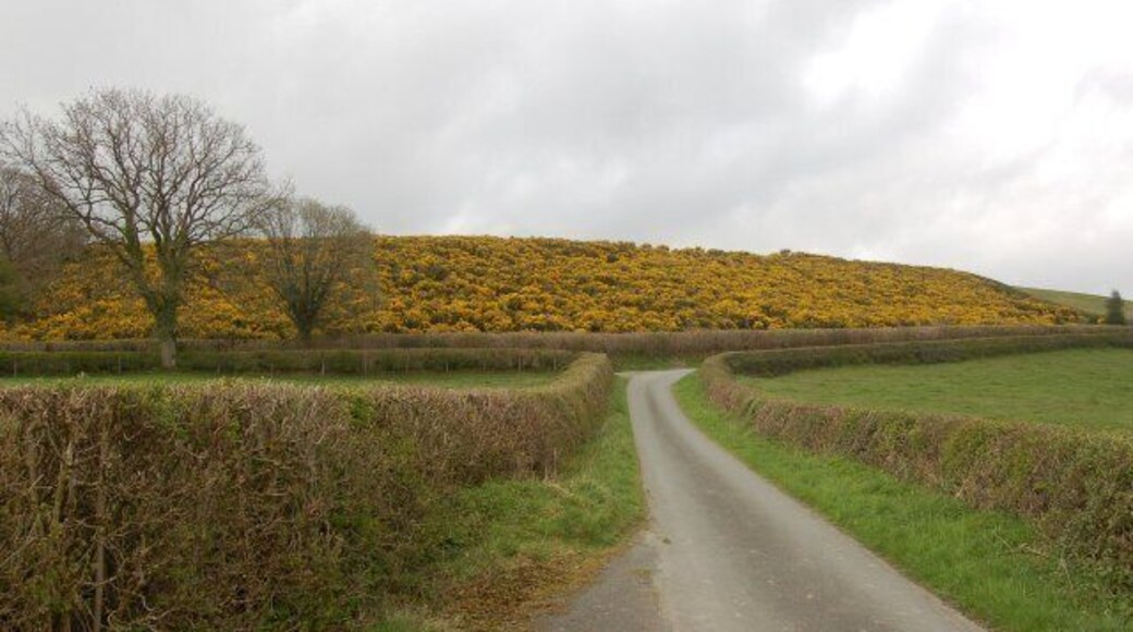 Field of Gorse near Cefn Hilin