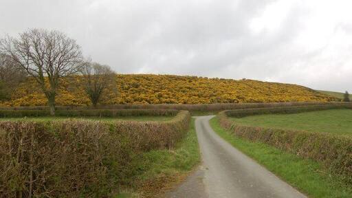 Field of Gorse near Cefn Hilin