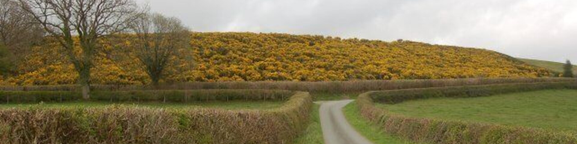 Field of Gorse near Cefn Hilin