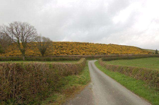 A narrow rural road curving through fields with a hill covered in yellow flowers in the background.