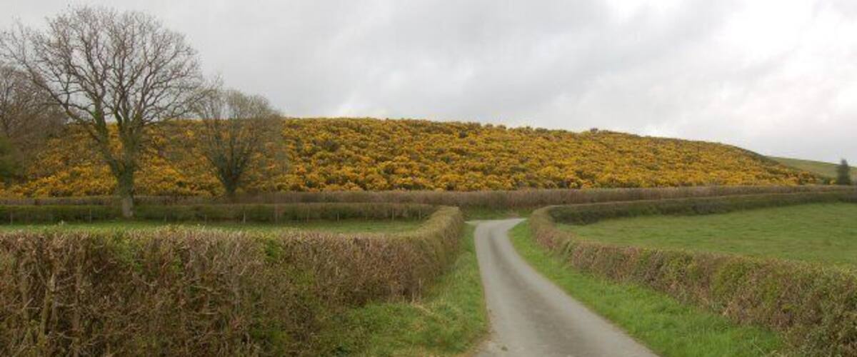 A narrow rural road curving through fields with a hill covered in yellow flowers in the background.