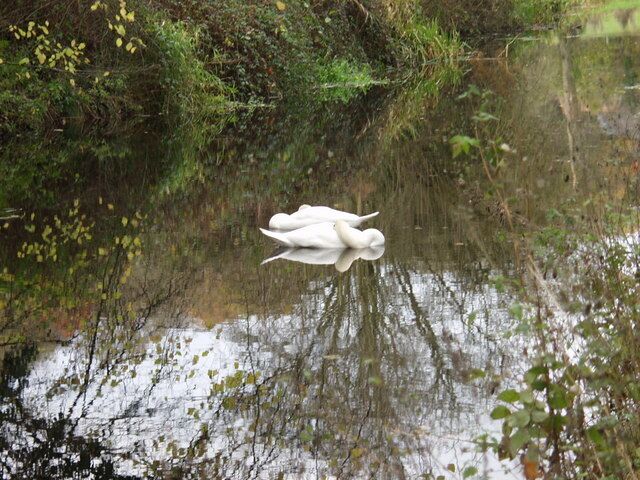 After dinner nap A pair of swans having an afternoon nap, they must feel very secure as I was able to get close without their waking.