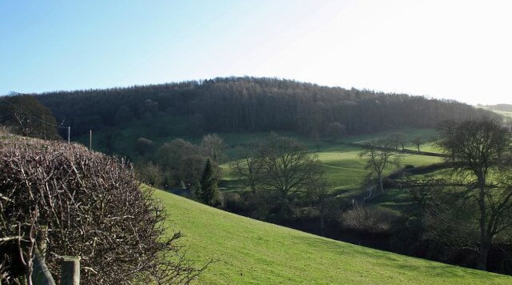 Black Bank View of wooded hill Black Bank from minor road skirting Oak Plantation.