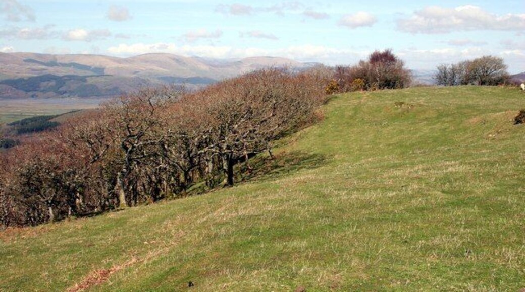 Grassland above Taliesin A narrow shelf of pastureland above the steep wooded hillside behind the village of Taliesin.