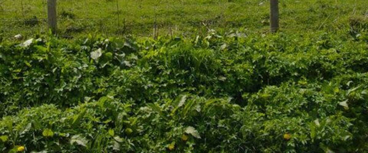 The Four Kings Megalithic stone circle around 12 foot in circumference. Local legend tells "There was a great battle fought here, and four kings were killed. The Four Stones were set up over their graves" (Kington Workhouse, 1908.). In WH Howse's 'Radnorshire' of 1949, the author mentions that at the time of writing many farmers still felt in awe of the stones. The hay was left unmown around them and some people avoided going near them after dark.
