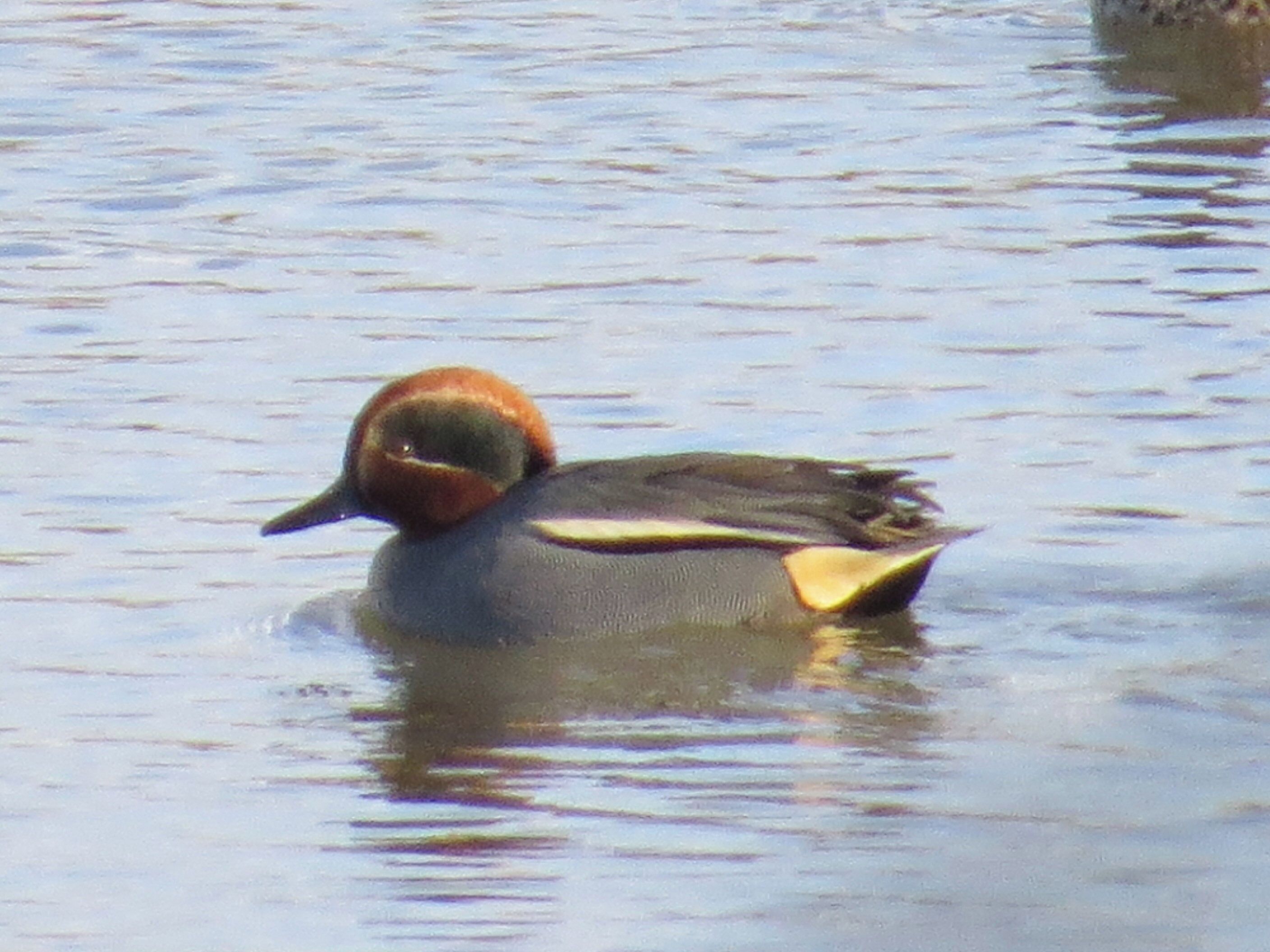 Gwarchodfa Natur Deeside Naturalists - hwyaden gribog