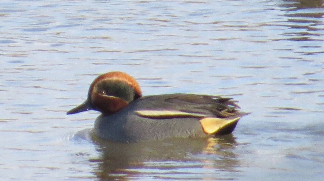 Gwarchodfa Natur Deeside Naturalists - hwyaden gribog