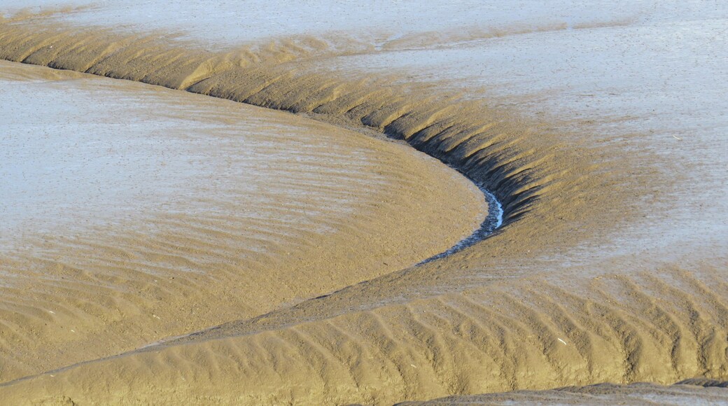 Gwarchodfa Natur Deeside Naturalists - treathell laid ar Afon Dyfrdwy