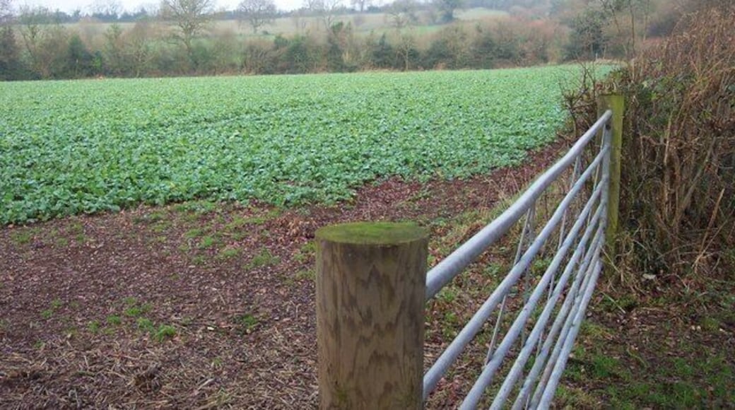 Rape field in the Welsh Borders