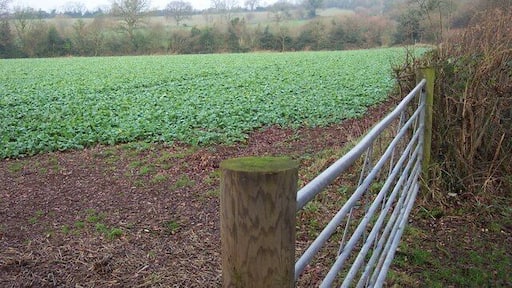 Rape field in the Welsh Borders