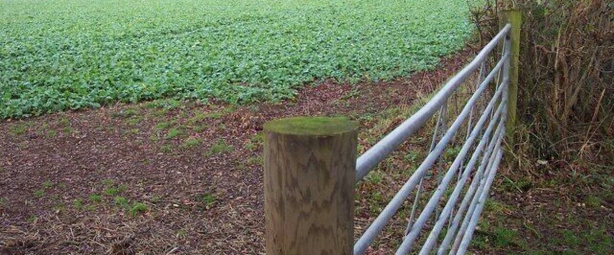 A rural landscape with a metal fence, a wooden post, and a field of crops.