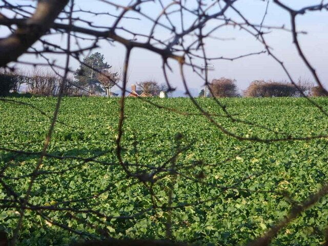 Trig Point on land owned by Oak House Farm This trig point was only just visible through the leafless hedge.