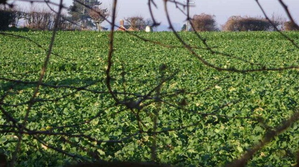 Trig Point on land owned by Oak House Farm This trig point was only just visible through the leafless hedge.