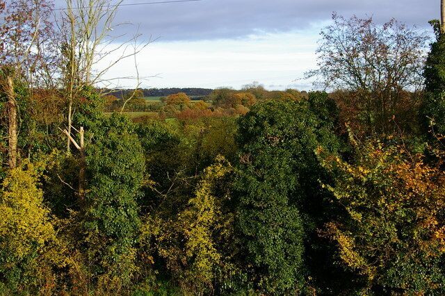 A dense forest with a variety of trees and a distant view of a field.