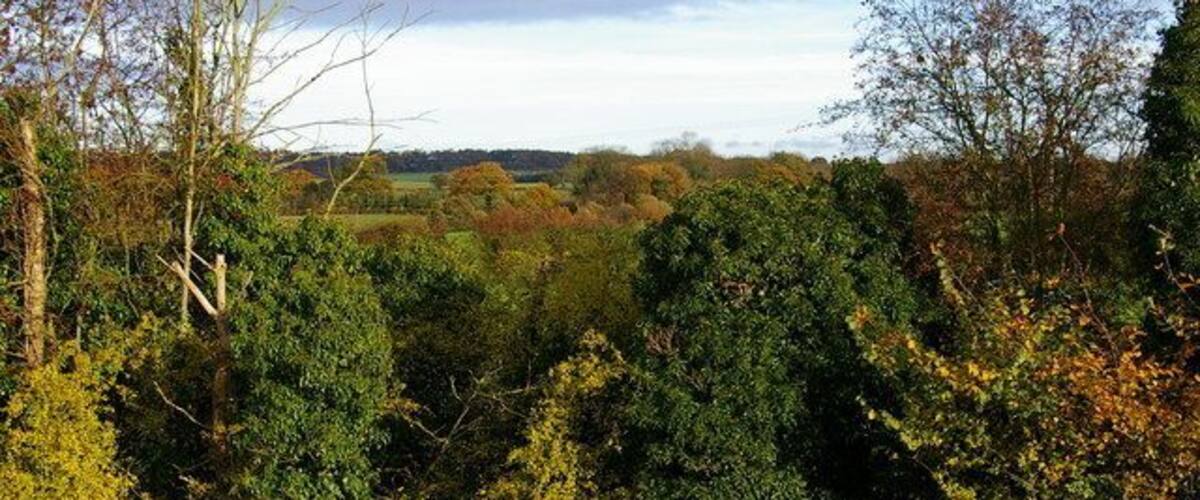 A dense forest with a variety of trees and a distant view of a field.