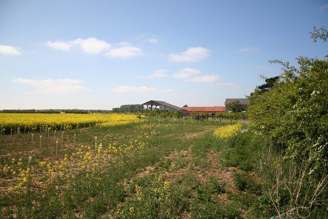 A rural landscape with fields of yellow flowers, a red-roofed building, and a large tree.