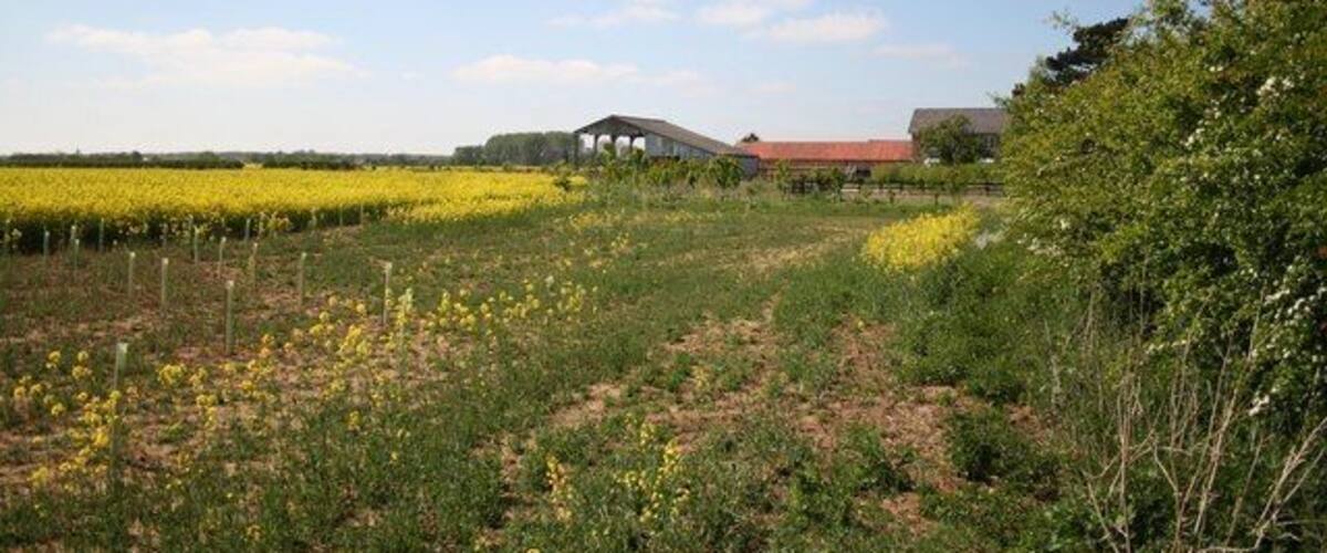 A rural landscape with fields of yellow flowers, a red-roofed building, and a large tree.