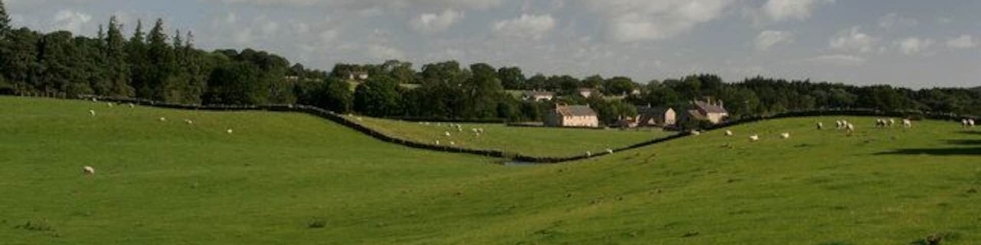 A green field with sheep, a stone wall, and houses in the distance.