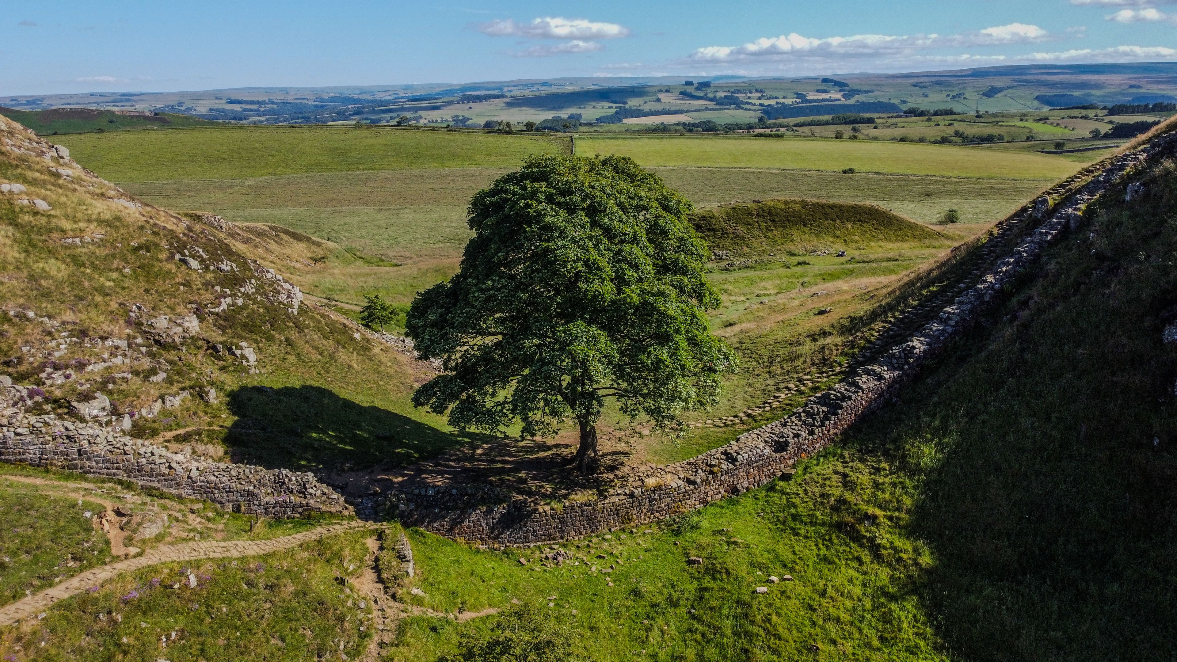 A stone bridge over a valley with a prominent tree in the center and distant rolling hills.