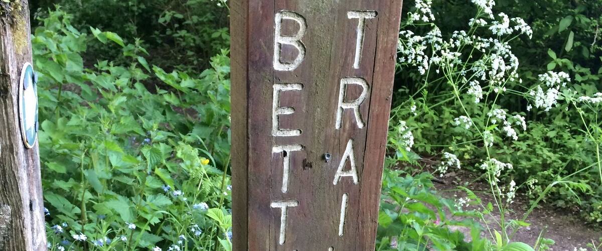A wooden post with 'BETTY KENNY TRAIL' carved into it, surrounded by lush greenery and small blue flowers.