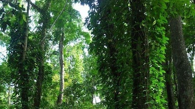 Campsite at Mt.Banahaw Dolores trail.
