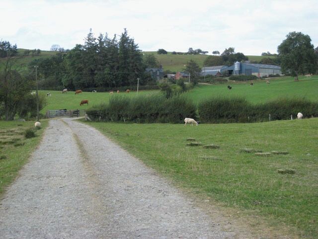 A gravel path leading through a rural landscape with grazing sheep and cows.