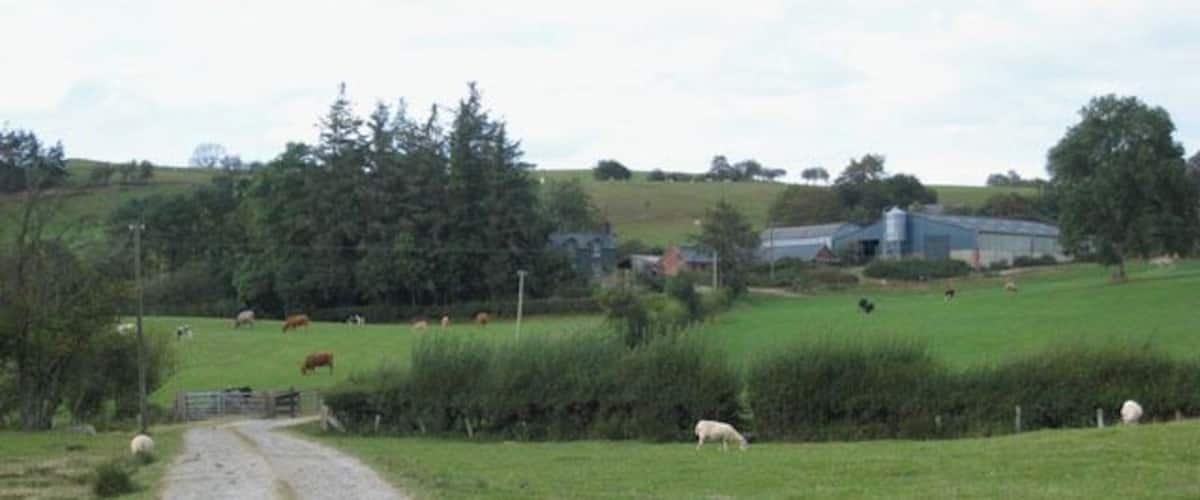 A gravel path leading through a rural landscape with grazing sheep and cows.