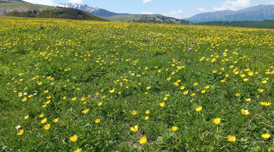 Praterie primaverili a Mammarosa