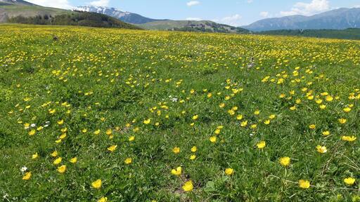 Praterie primaverili a Mammarosa