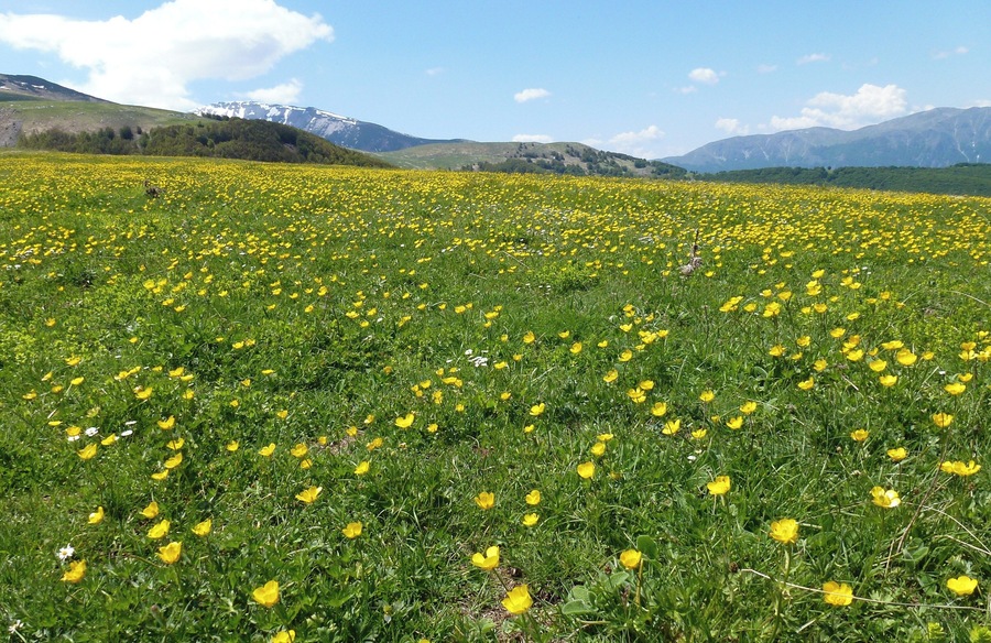 Praterie primaverili a Mammarosa