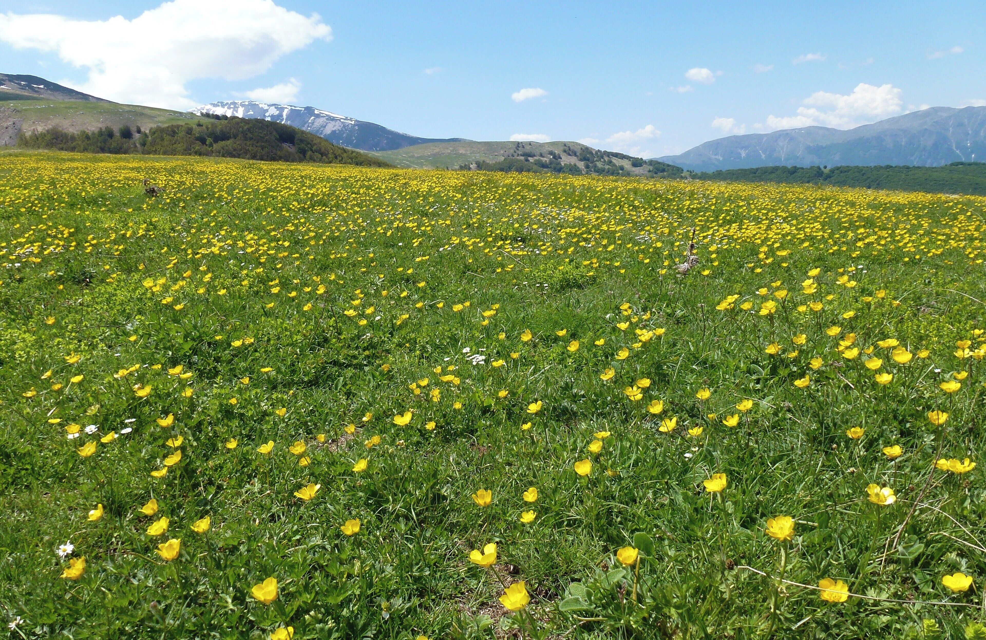 A field of yellow flowers with mountains in the background.
