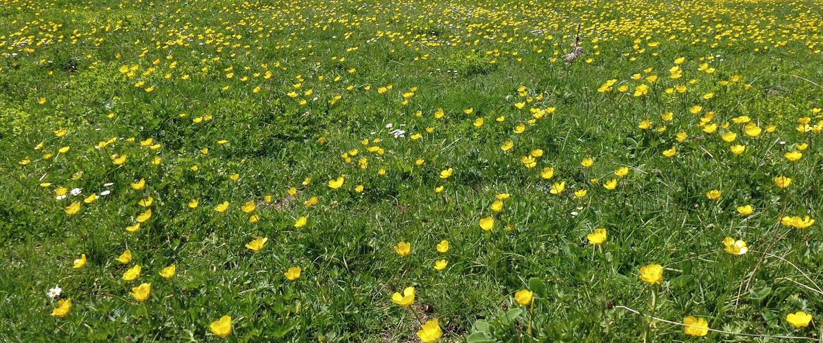A field of yellow flowers with mountains in the background.