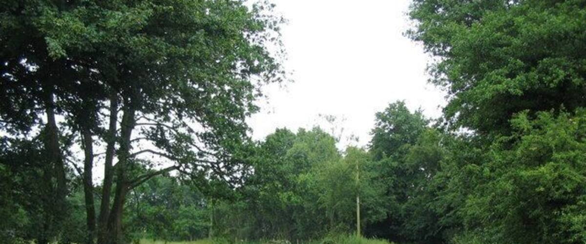 A narrow rural road flanked by dense greenery and trees.