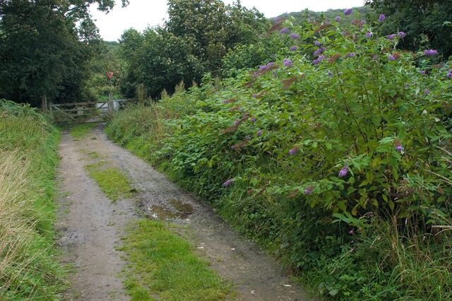 Track to Yealand Storrs