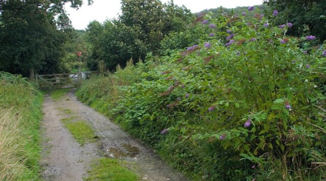 Track to Yealand Storrs