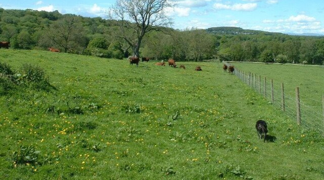 Thrang Moss Coppice, near Yealand Storrs. Looking north. The village on the horizon is Slack Head, near Beetham