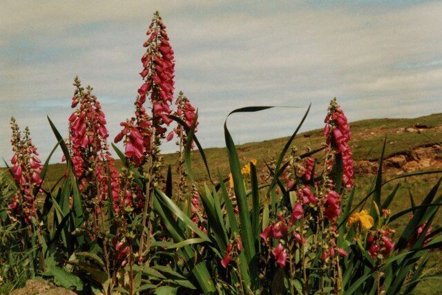 Foxgloves (Digitalis purpurea) and irises (Iris pseudacorus) Summer flowers adorning the verge of the B884.