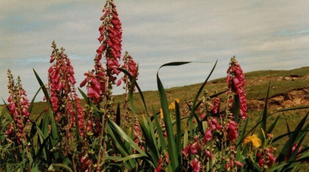 Foxgloves (Digitalis purpurea) and irises (Iris pseudacorus) Summer flowers adorning the verge of the B884.