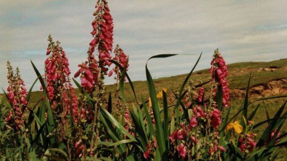 Foxgloves (Digitalis purpurea) and irises (Iris pseudacorus) Summer flowers adorning the verge of the B884.