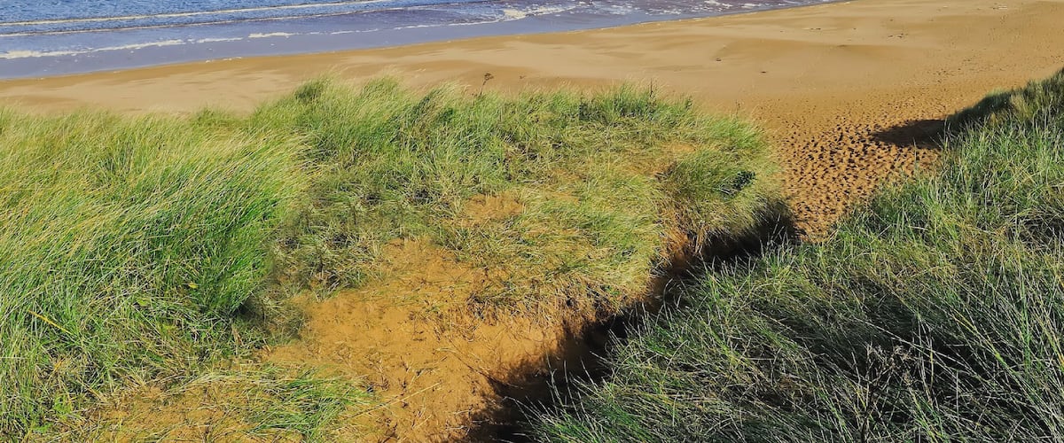 A coastal beach with waves, grassy dunes, and a grassy hill in the background.