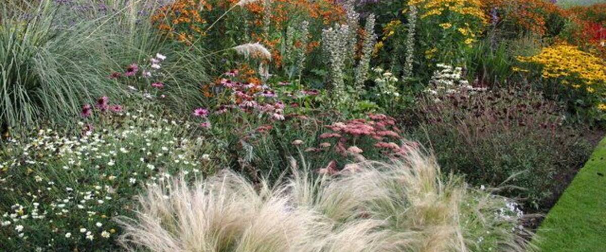 A garden with various flowering plants and grasses.