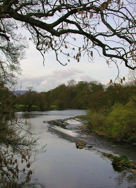 A river winding through a forested area with overhanging branches.