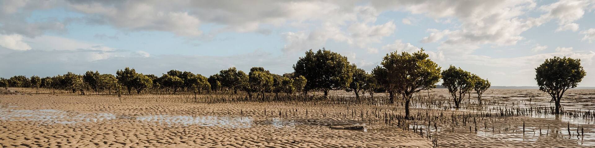 A really nice beach to walk at low tide and view the salt resilient mangroves. But when it comes in, being so flat, it comes in fast!
#grantville #beach#sand#mangroves #victoria #australia