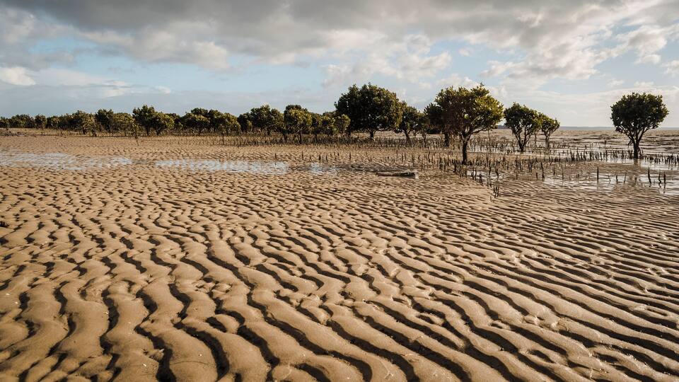 A sandy beach with rippled patterns and sparse trees in the background.