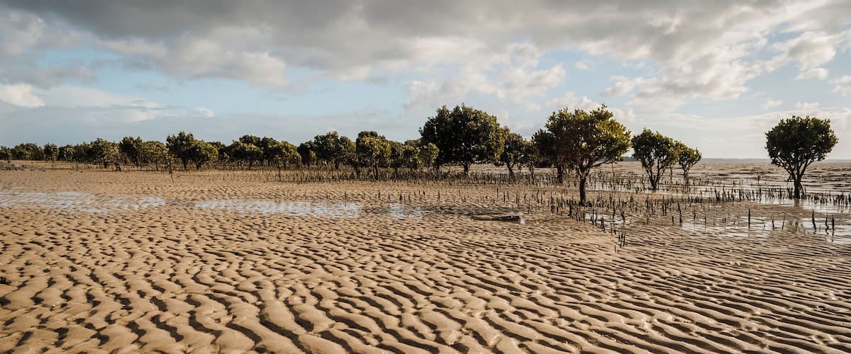 A sandy beach with rippled patterns and sparse trees in the background.
